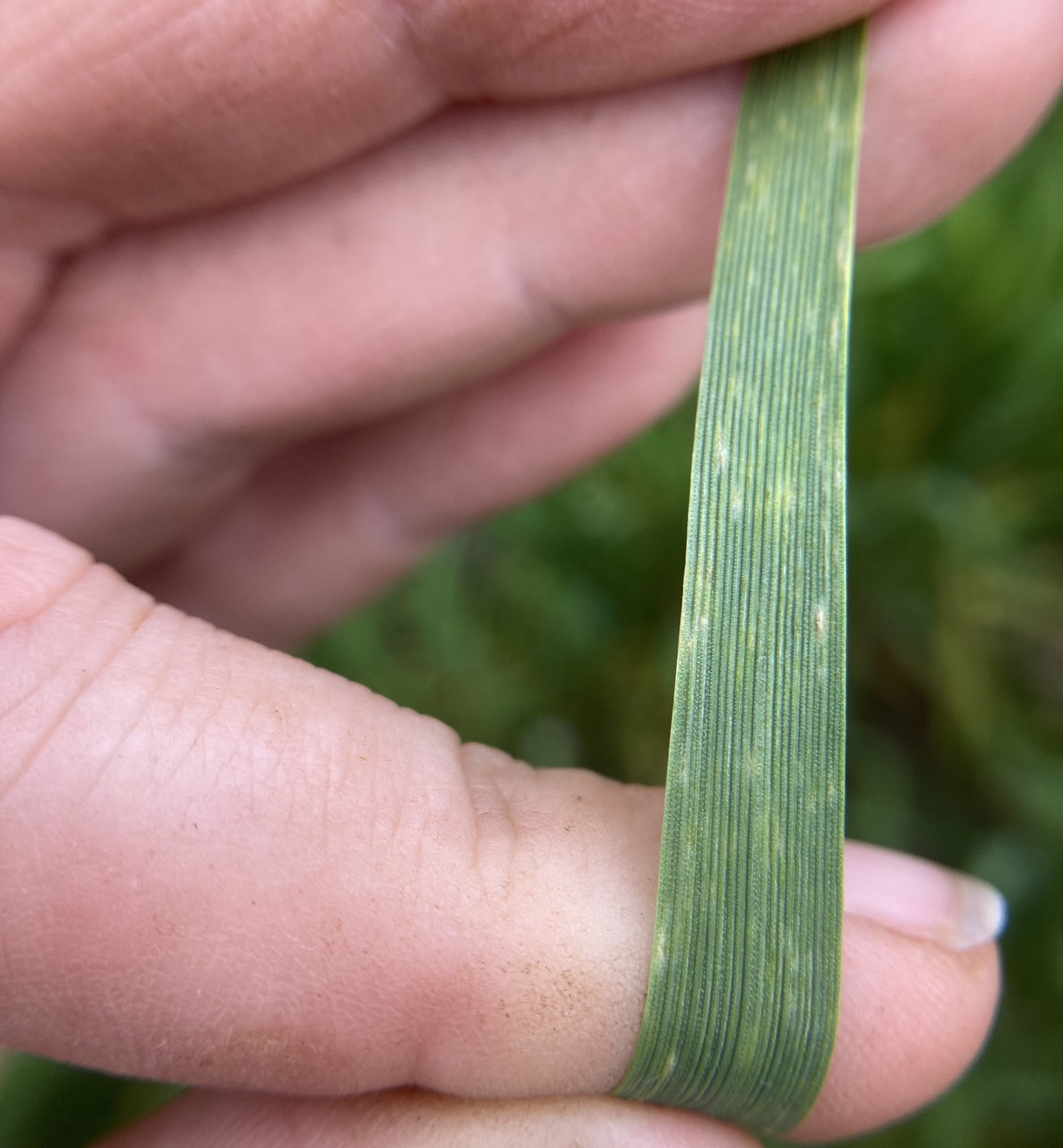 Closeup of a blade of wheat with brownish gray discoloration on it from powdery mildew.